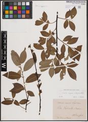 Foto von Salix caprea L. x Salix daphnoides Vill.
